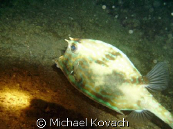 Picture of Cow fish taken at night on the Inside Reef at ... by Michael Kovach 